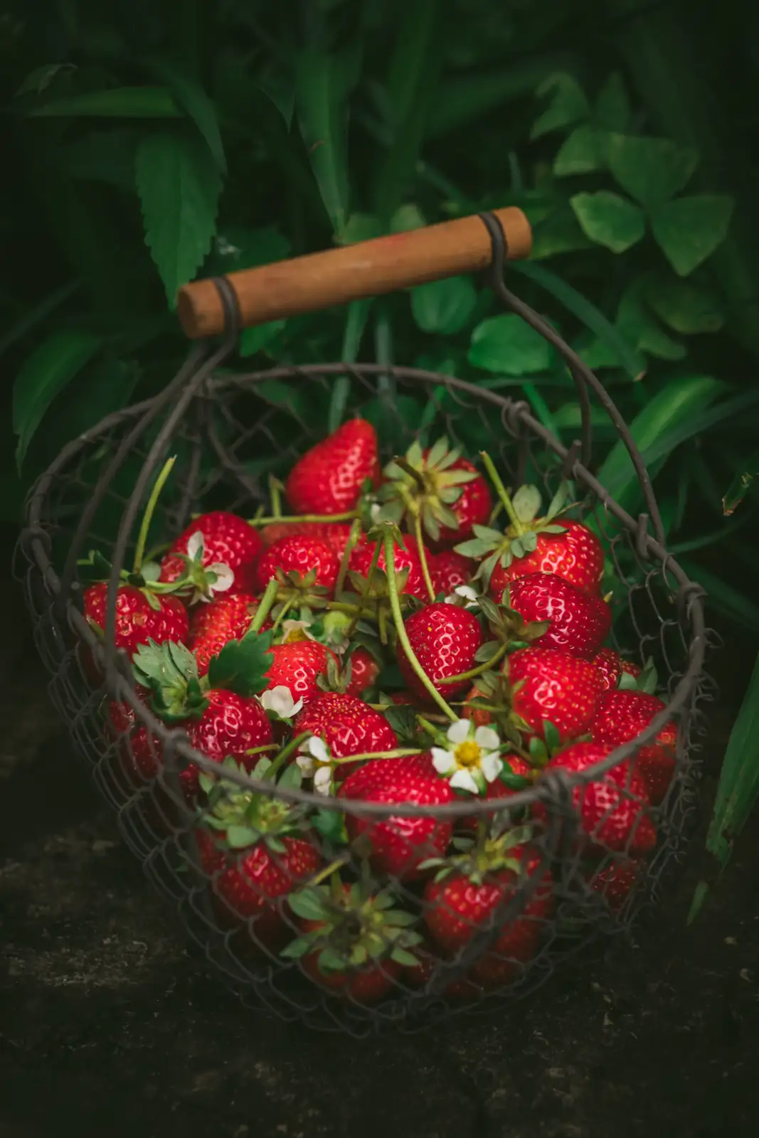 Fraises dans un panier