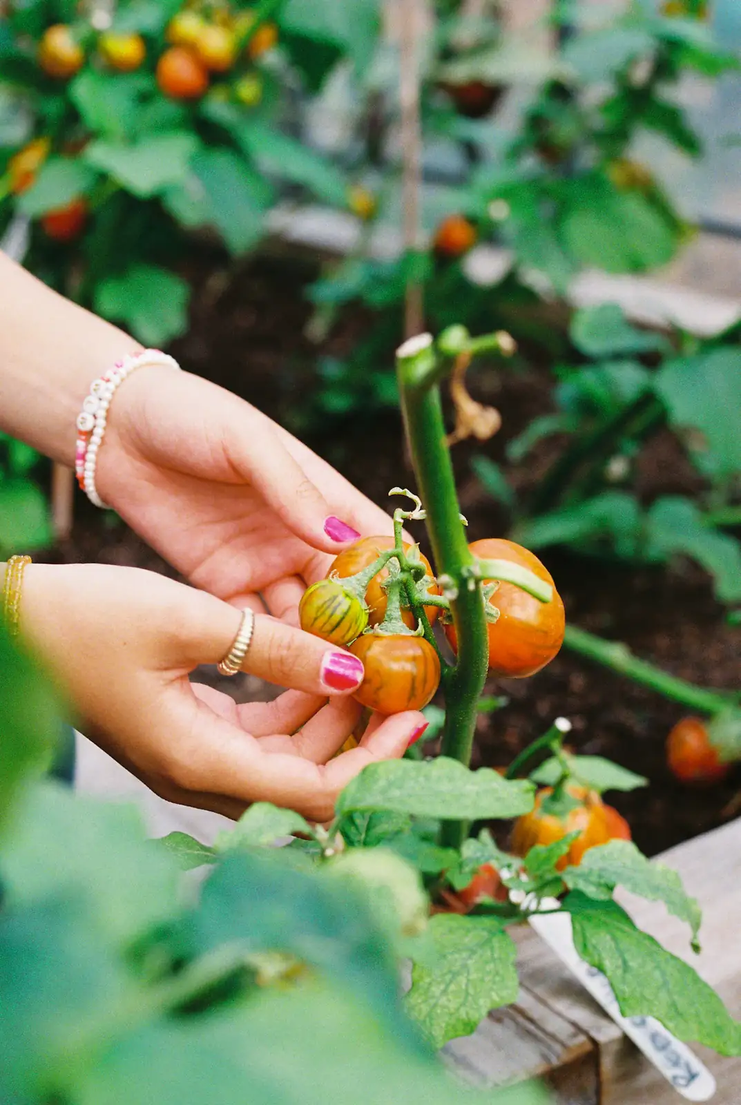 Tomates cueillies à la main