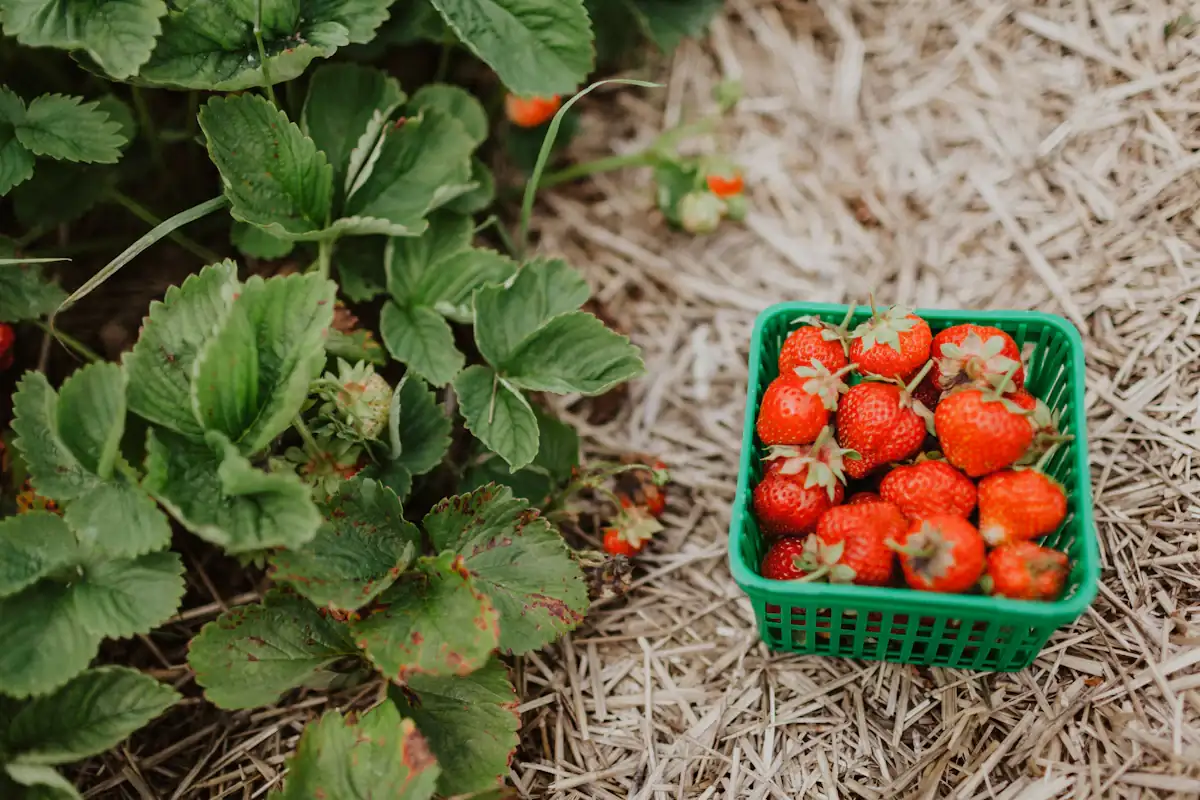 Barquette de fraises dans le champ