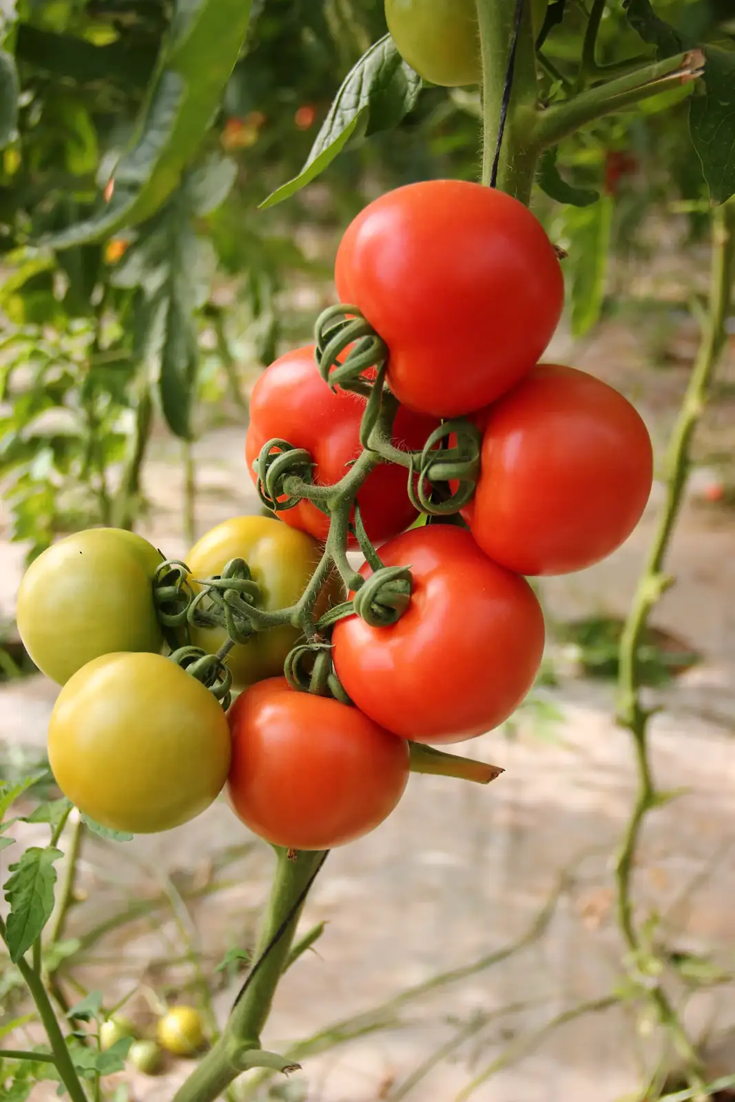 Tomates anciennes